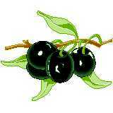 olives.jpg