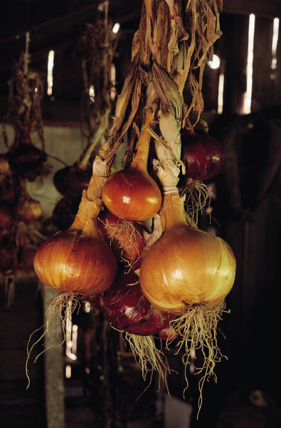 onions.jpg